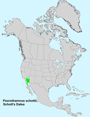 North America species range map for Schott's Dalea, Psorothamnus schottii: